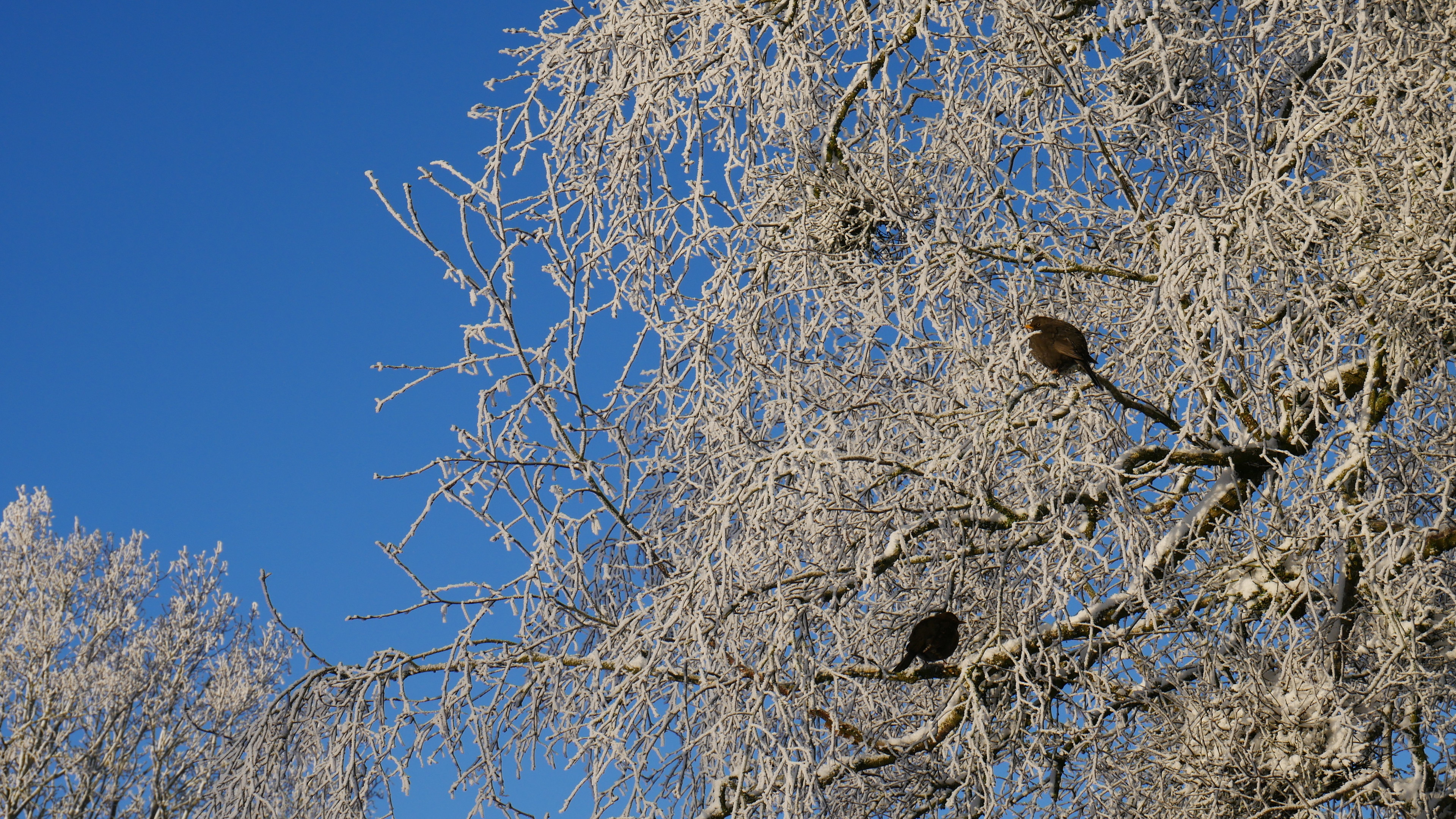 radiant blue sky with a birch tree covered in snow and two blackbirds in foreground