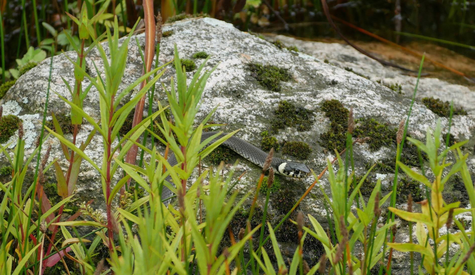 grass snake on stone with moss
