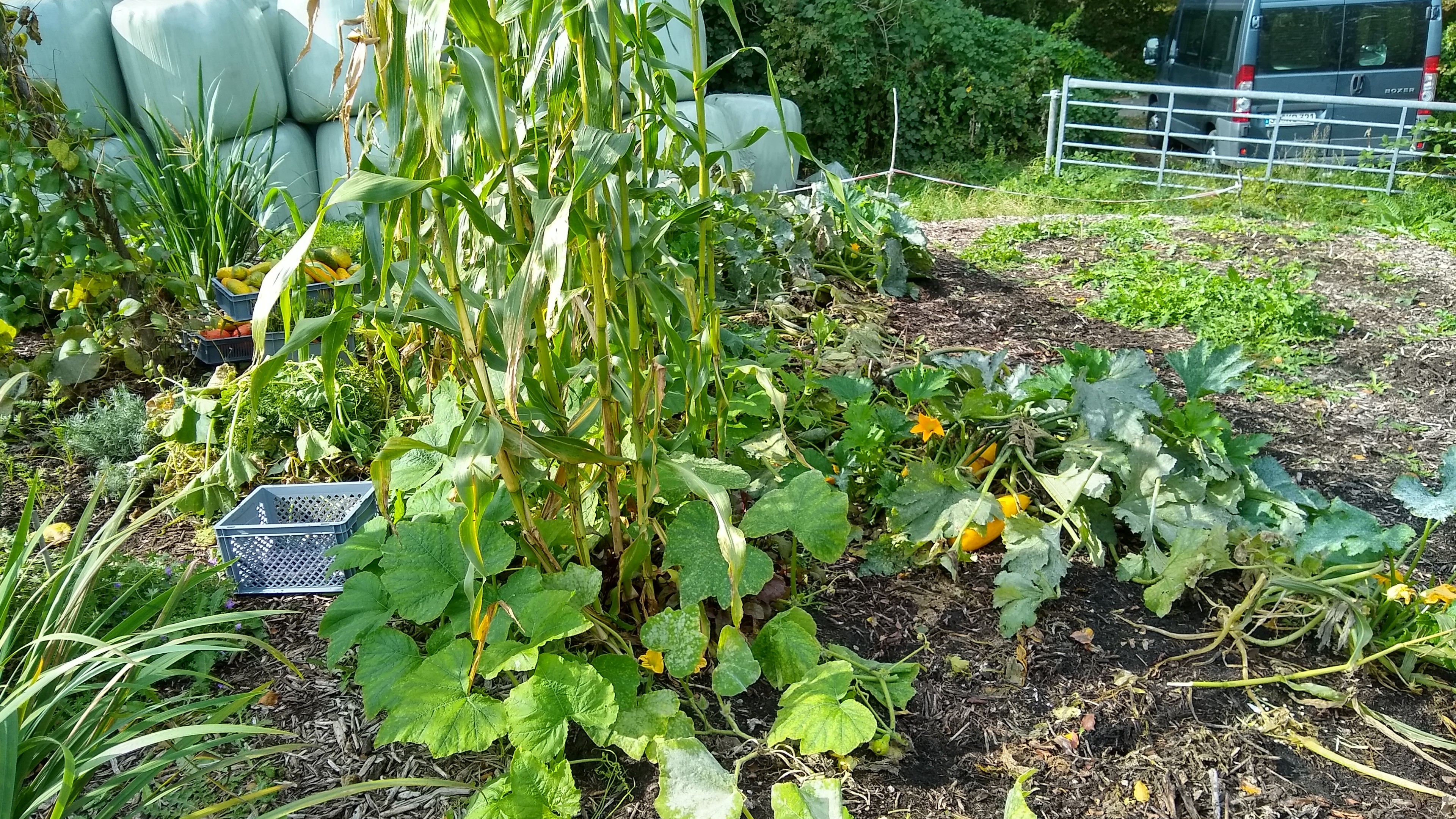 beds with sweatcorn, courgettes and pumpkin